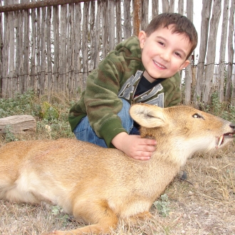 Trophy Chinese Water Deer